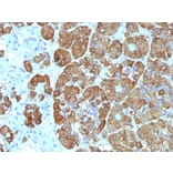 Immunohistochemistry - Anti-ACTH Antibody [CLIP/1449] - BSA and Azide free (A252845) - Antibodies.com