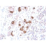 Immunohistochemistry - Anti-ACTH Antibody [CLIP/2040R] - BSA and Azide free (A252846) - Antibodies.com
