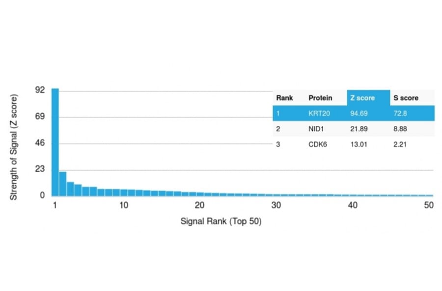 Protein Array - Anti-Cytokeratin 20 Antibody [KRT20/1992] - BSA and Azide free (A252849) - Antibodies.com