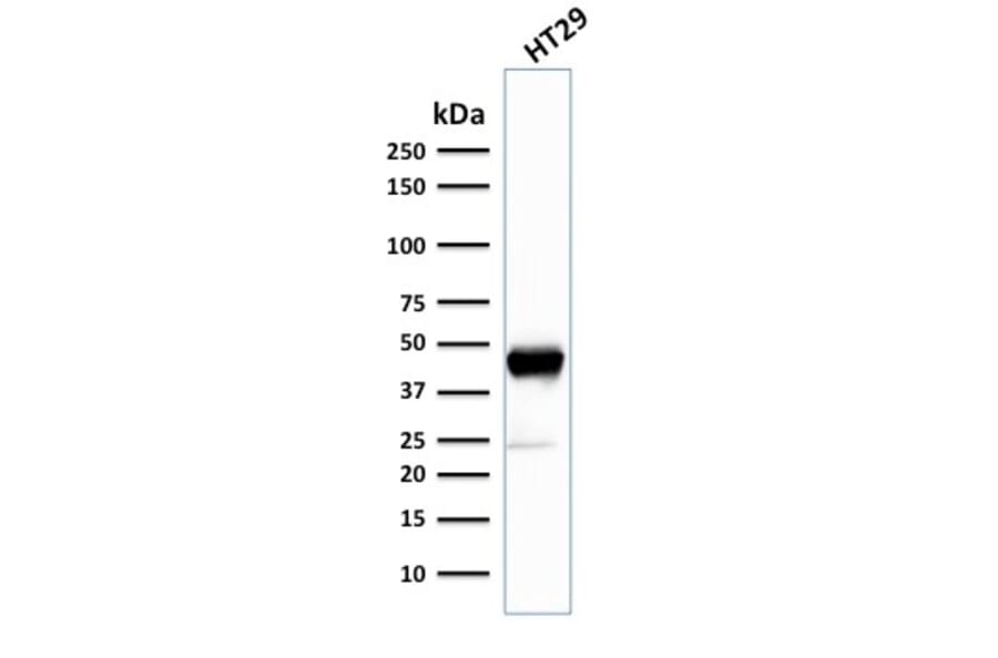 Western Blot - Anti-Cytokeratin 20 Antibody [SPM140] - BSA and Azide free (A252851) - Antibodies.com