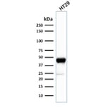 Western Blot - Anti-Cytokeratin 20 Antibody [SPM140] - BSA and Azide free (A252851) - Antibodies.com