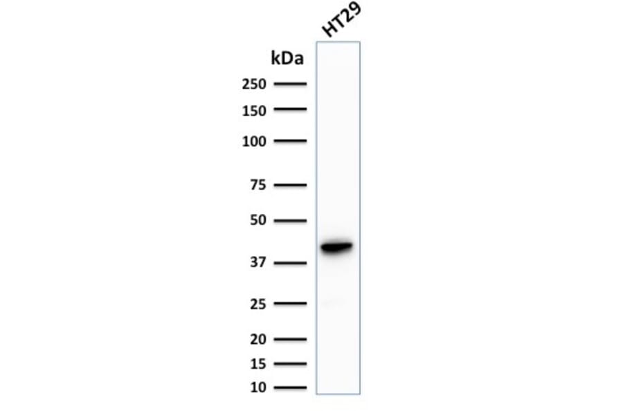 Western Blot - Anti-Cytokeratin 20 Antibody [KRT20/1993] - BSA and Azide free (A252852) - Antibodies.com
