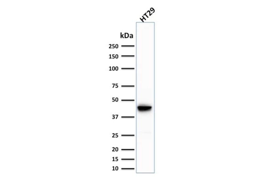 Western Blot - Anti-Cytokeratin 20 Antibody [SPM191] - BSA and Azide free (A252853) - Antibodies.com
