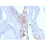 Immunohistochemistry - Anti-Cytokeratin 20 Antibody [KRT20/3145] - BSA and Azide free (A252854) - Antibodies.com