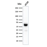 Western Blot - Anti-Cytokeratin 20 Antibody [KRT20/3129R] - BSA and Azide free (A252855) - Antibodies.com