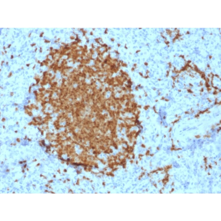 Immunohistochemistry - Anti-BOB1 Antibody [BOB1/2421] - BSA and Azide free (A252856) - Antibodies.com