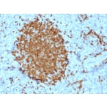 Immunohistochemistry - Anti-BOB1 Antibody [BOB1/2421] - BSA and Azide free (A252856) - Antibodies.com