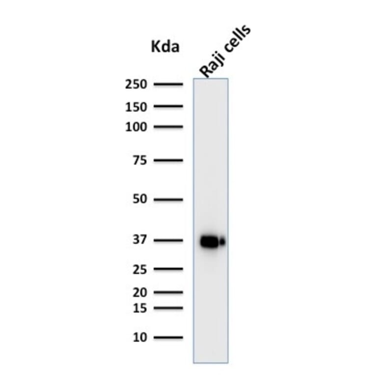 Western Blot - Anti-BOB1 Antibody [BOB1/2421] - BSA and Azide free (A252856) - Antibodies.com