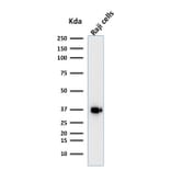 Western Blot - Anti-BOB1 Antibody [BOB1/2421] - BSA and Azide free (A252856) - Antibodies.com