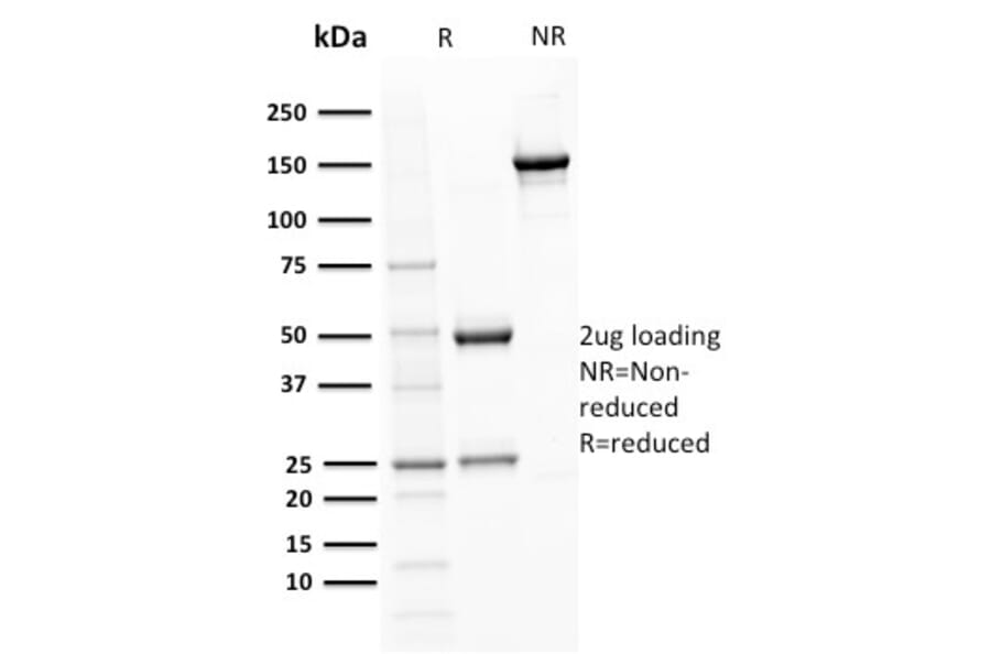 SDS-PAGE - Anti-BOB1 Antibody [BOB1/2421] - BSA and Azide free (A252856) - Antibodies.com