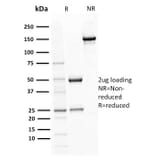 SDS-PAGE - Anti-BOB1 Antibody [BOB1/2421] - BSA and Azide free (A252856) - Antibodies.com