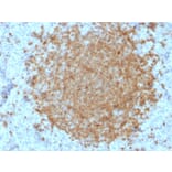 Immunohistochemistry - Anti-BOB1 Antibody [BOB1/2422] - BSA and Azide free (A252857) - Antibodies.com