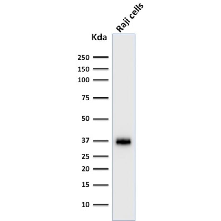Western Blot - Anti-BOB1 Antibody [BOB1/2422] - BSA and Azide free (A252857) - Antibodies.com