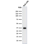 Western Blot - Anti-BOB1 Antibody [BOB1/2422] - BSA and Azide free (A252857) - Antibodies.com