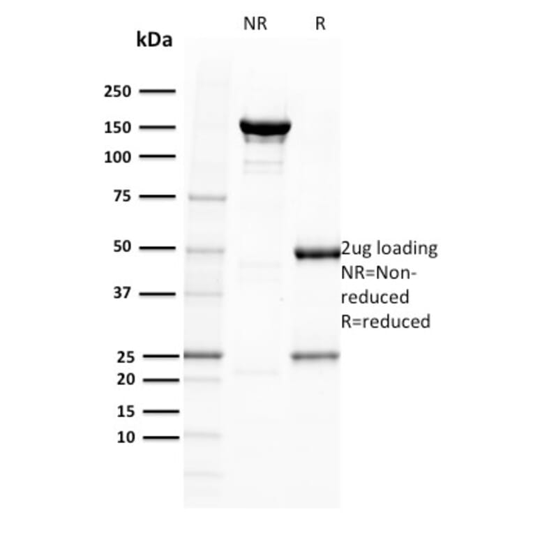 SDS-PAGE - Anti-BOB1 Antibody [BOB1/2422] - BSA and Azide free (A252857) - Antibodies.com