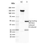 SDS-PAGE - Anti-BOB1 Antibody [BOB1/2422] - BSA and Azide free (A252857) - Antibodies.com