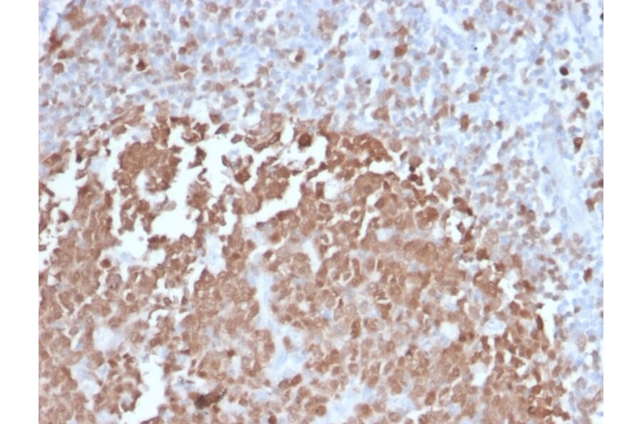Immunohistochemistry - Anti-BOB1 Antibody [BOB1/2422] - BSA and Azide free (A252857) - Antibodies.com