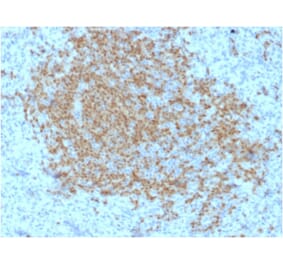 Immunohistochemistry - Anti-BOB1 Antibody [BOB1/2423] - BSA and Azide free (A252858) - Antibodies.com
