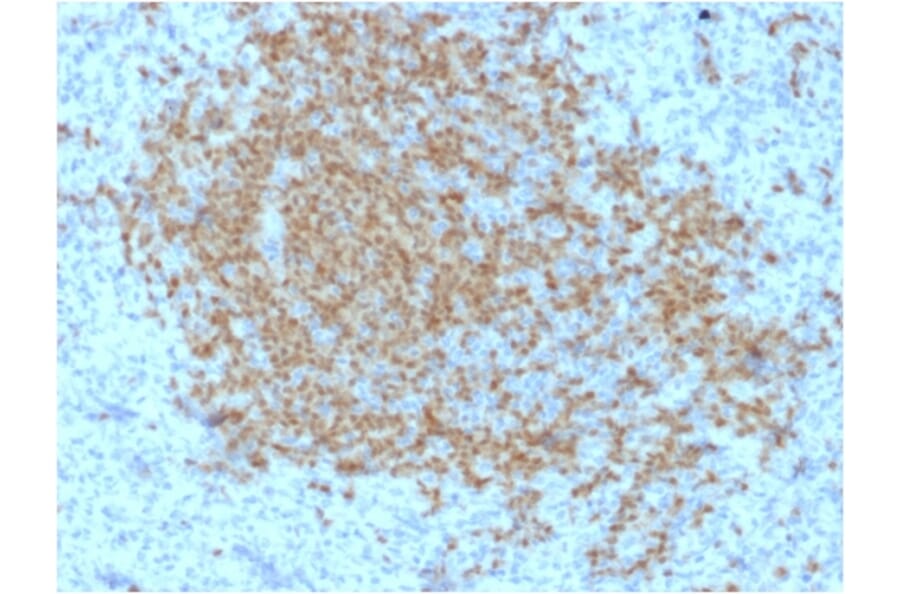 Immunohistochemistry - Anti-BOB1 Antibody [BOB1/2423] - BSA and Azide free (A252858) - Antibodies.com