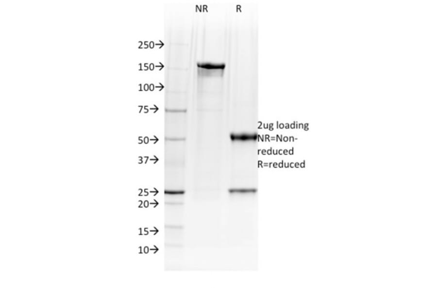 SDS-PAGE - Anti-BOB1 Antibody [BOB1/2423] - BSA and Azide free (A252858) - Antibodies.com