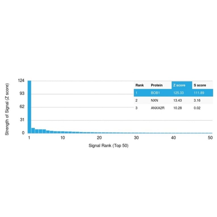 Protein Array - Anti-BOB1 Antibody [BOB1/2423] - BSA and Azide free (A252857) - Antibodies.com