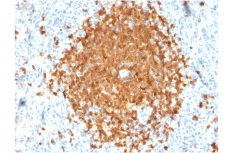 Immunohistochemistry - Anti-BOB1 Antibody [BOB1/2424] - BSA and Azide free (A252859) - Antibodies.com
