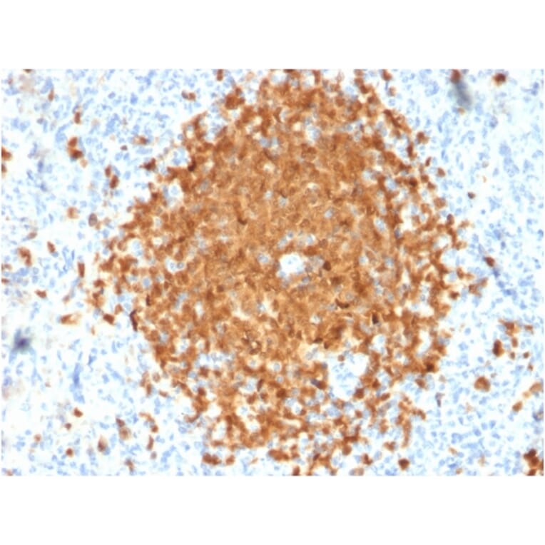 Immunohistochemistry - Anti-BOB1 Antibody [BOB1/2424] - BSA and Azide free (A252859) - Antibodies.com