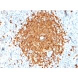 Immunohistochemistry - Anti-BOB1 Antibody [BOB1/2424] - BSA and Azide free (A252859) - Antibodies.com