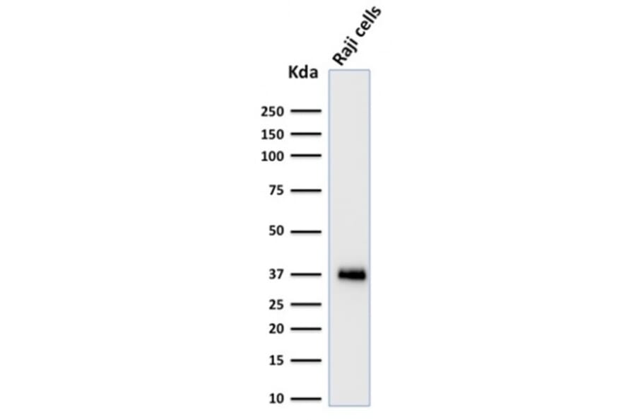 Western Blot - Anti-BOB1 Antibody [BOB1/2424] - BSA and Azide free (A252859) - Antibodies.com