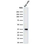 Western Blot - Anti-BOB1 Antibody [BOB1/2424] - BSA and Azide free (A252859) - Antibodies.com