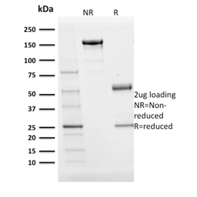 SDS-PAGE - Anti-BOB1 Antibody [BOB1/2424] - BSA and Azide free (A252859) - Antibodies.com