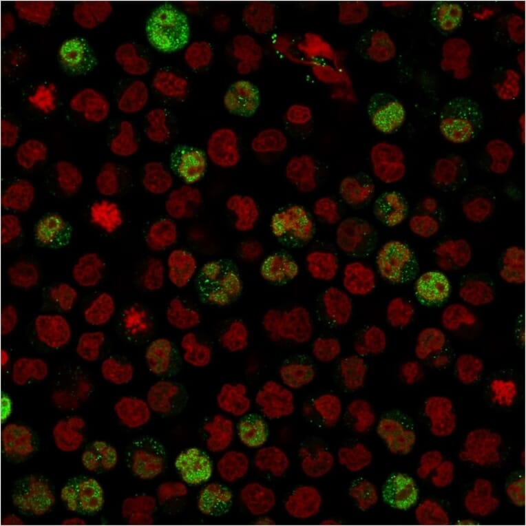 Immunofluorescence - Anti-BOB1 Antibody [BOB1/2424] - BSA and Azide free (A252859) - Antibodies.com