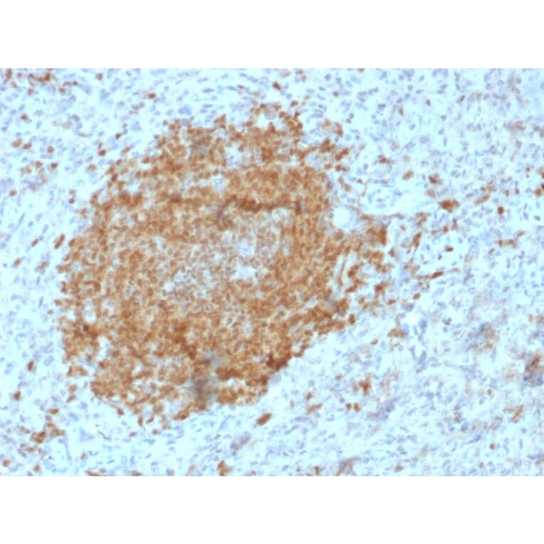 Immunohistochemistry - Anti-BOB1 Antibody [BOB1/2425] - BSA and Azide free (A252860) - Antibodies.com