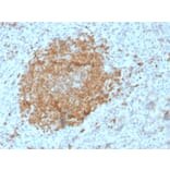 Immunohistochemistry - Anti-BOB1 Antibody [BOB1/2425] - BSA and Azide free (A252860) - Antibodies.com
