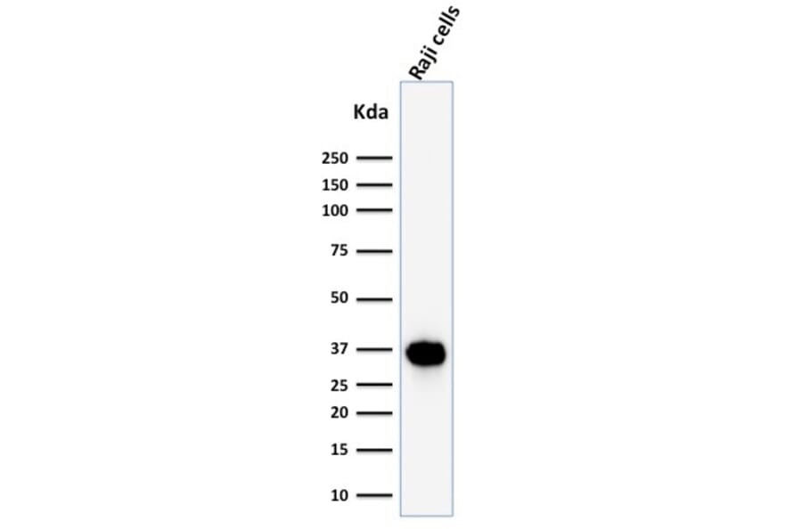 Western Blot - Anti-BOB1 Antibody [BOB1/2425] - BSA and Azide free (A252860) - Antibodies.com