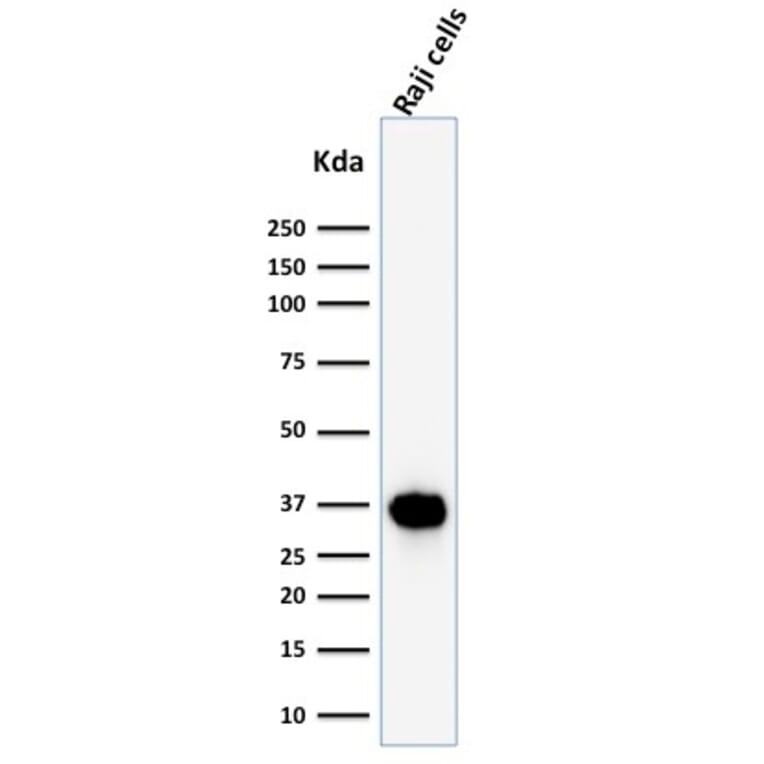 Western Blot - Anti-BOB1 Antibody [BOB1/2425] - BSA and Azide free (A252860) - Antibodies.com