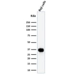 Western Blot - Anti-BOB1 Antibody [BOB1/2425] - BSA and Azide free (A252860) - Antibodies.com