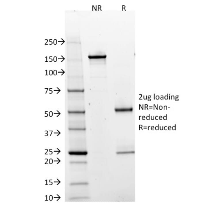 SDS-PAGE - Anti-BOB1 Antibody [BOB1/2425] - BSA and Azide free (A252860) - Antibodies.com