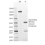 SDS-PAGE - Anti-BOB1 Antibody [BOB1/2425] - BSA and Azide free (A252860) - Antibodies.com