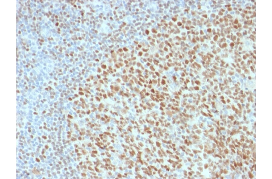 Immunohistochemistry - Anti-OCT-2 Antibody [Oct2/2136] - BSA and Azide free (A252861) - Antibodies.com