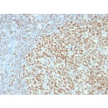 Immunohistochemistry - Anti-OCT-2 Antibody [Oct2/2136] - BSA and Azide free (A252861) - Antibodies.com