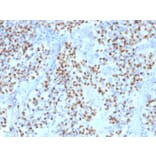 Immunohistochemistry - Anti-OCT-2 Antibody [Oct2/2136] - BSA and Azide free (A252861) - Antibodies.com