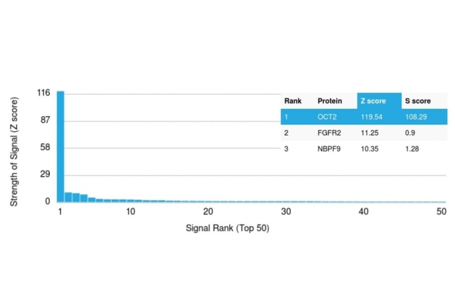 Protein Array - Anti-OCT-2 Antibody [Oct2/2136] - BSA and Azide free (A252860) - Antibodies.com