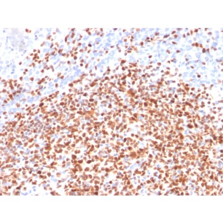 Immunohistochemistry - Anti-OCT-2 Antibody [Oct2/2137] - BSA and Azide free (A252862) - Antibodies.com