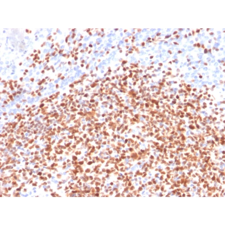Immunohistochemistry - Anti-OCT-2 Antibody [Oct2/2137] - BSA and Azide free (A252862) - Antibodies.com