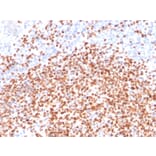 Immunohistochemistry - Anti-OCT-2 Antibody [Oct2/2137] - BSA and Azide free (A252862) - Antibodies.com