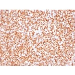 Immunohistochemistry - Anti-OCT-2 Antibody [Oct2/2137] - BSA and Azide free (A252862) - Antibodies.com