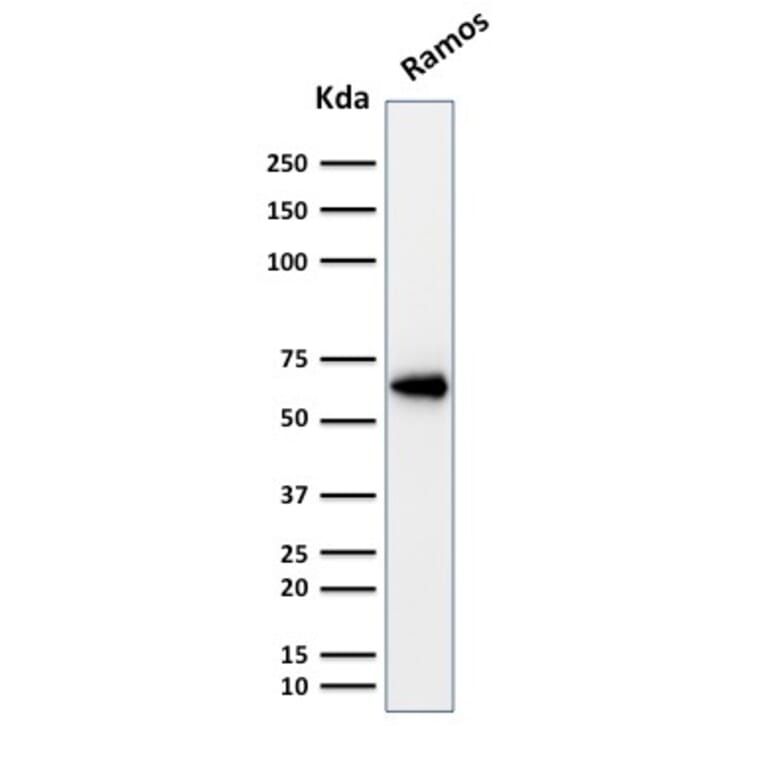 Western Blot - Anti-OCT-2 Antibody [Oct2/2137] - BSA and Azide free (A252862) - Antibodies.com
