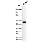 Western Blot - Anti-OCT-2 Antibody [Oct2/2137] - BSA and Azide free (A252862) - Antibodies.com