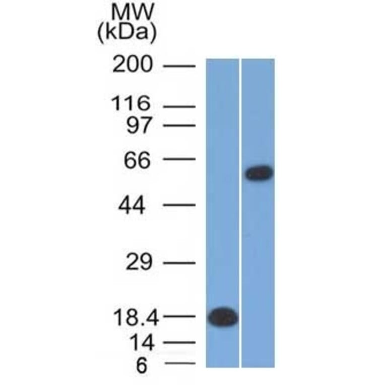 Western Blot - Anti-OCT-2 Antibody [Oct2/2137] - BSA and Azide free (A252862) - Antibodies.com
